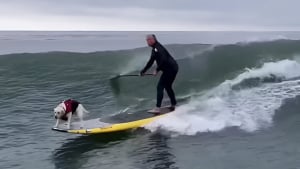 Illustration : "Cette chienne d’assistance amoureuse de l’océan a un talent indéniable pour le surf (vidéo)"