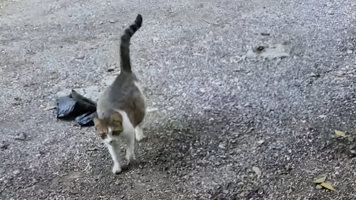 Illustration : "Guidée par son instinct, une chatte errante enceinte trouve refuge auprès d'une voiture d'un vétérinaire et obtient de l’aide (vidéo)"