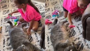 Illustration : Ce chat bichonné par sa jeune humaine jouant à l'esthéticienne décide de se prêter au jeu et d'en profiter pleinement (vidéo) 