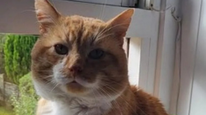 Illustration : Ce chat solitaire qui a connu l’errance après le décès de son propriétaire émerveille sa nouvelle maîtresse