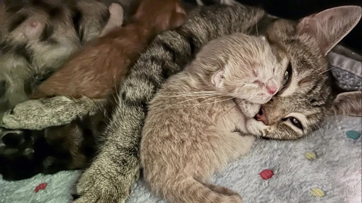 Illustration : "Une femme se rend au refuge pour accueillir des chatons et adopte finalement une chatte gestante en détresse"