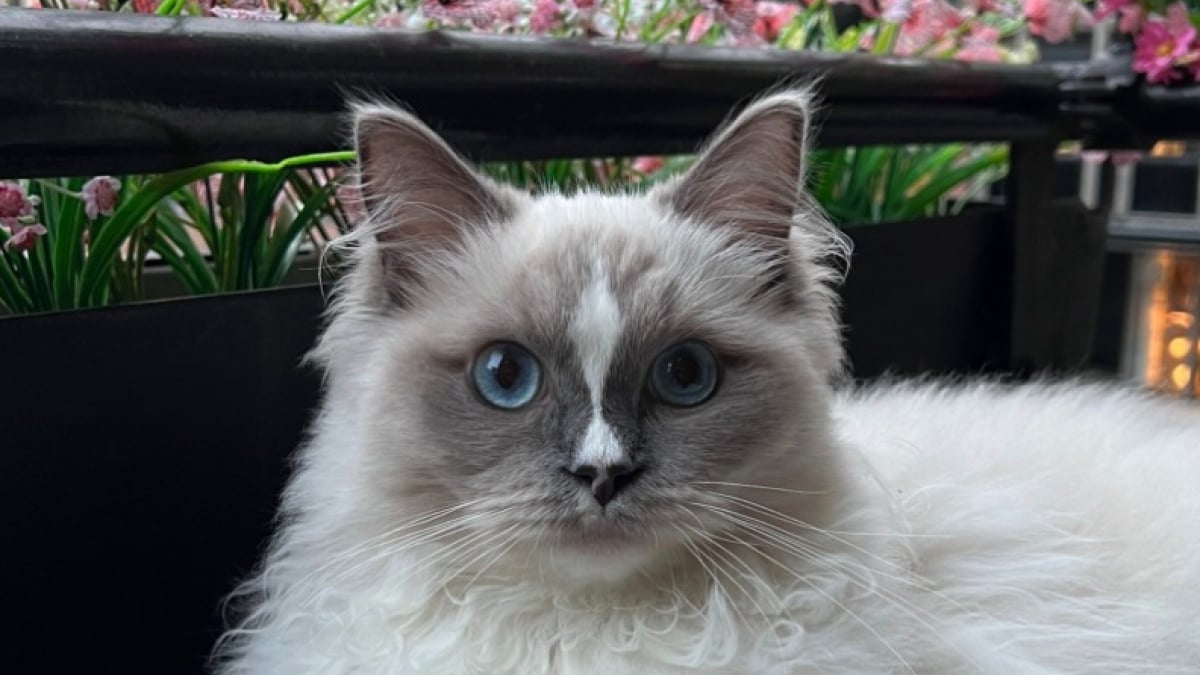 Illustration : "Ce chat attentionné a pris l’habitude de rapporter des fleurs à sa maîtresse à chacune de ses sorties (vidéo)"