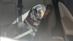 Illustration : Inquiète pour sa Rottweiler qui refuse de manger, elle dépense une fortune chez le vétérinaire pour découvrir que sa chienne est simplement exigeante