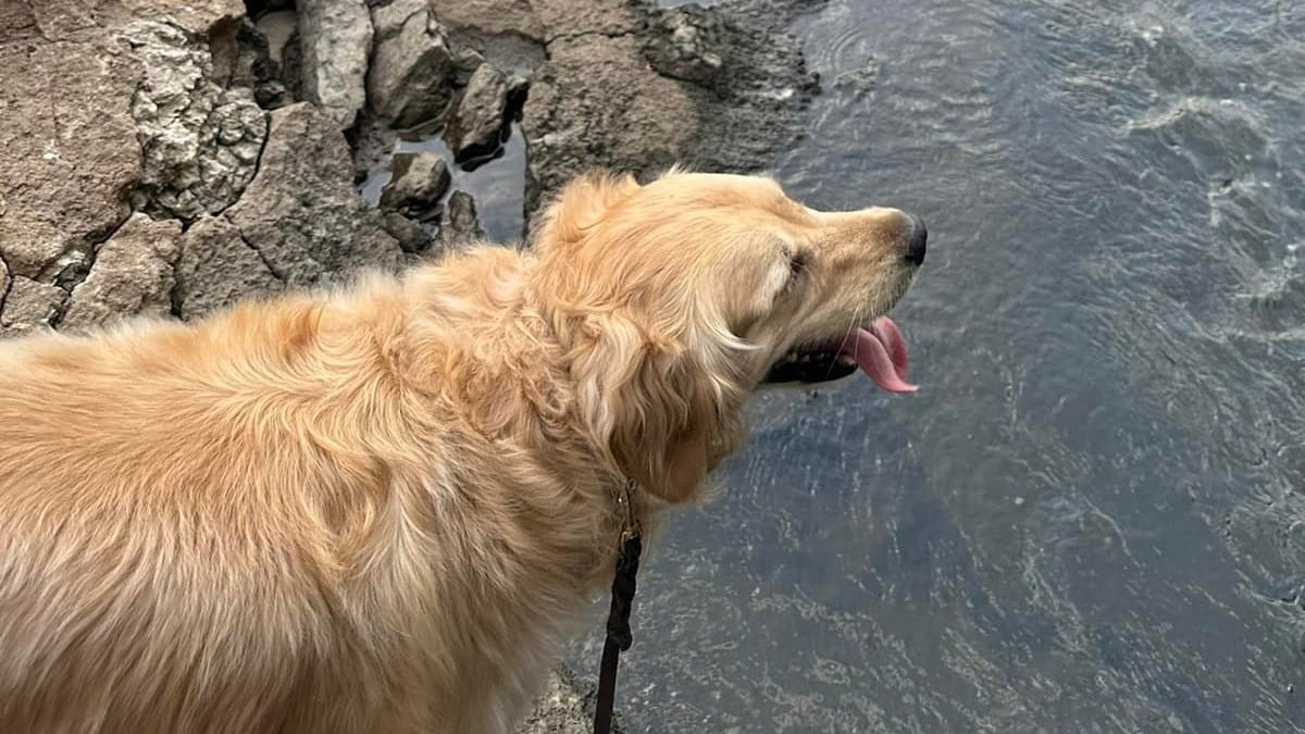 Illustration : "Une policière fait appel à son Golden Retriever pour gagner la confiance d'une fillette en fugue"