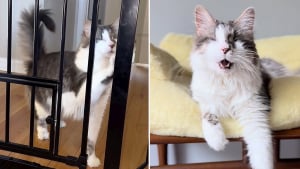 Illustration : Un chat aveugle refuse d'être séparé de sa maîtresse pendant qu’elle travaille et l’oblige à adapter son espace de travail (vidéo)