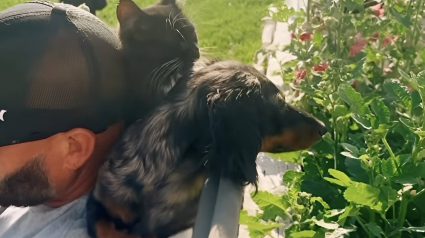 Illustration : Un chaton sauvage persévérant trouve une famille pour la vie en suivant un ami canin (vidéo)