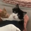 Illustration : Une femme recueille un chaton abandonné et sa chatte l'adopte comme son propre bébé (vidéo)