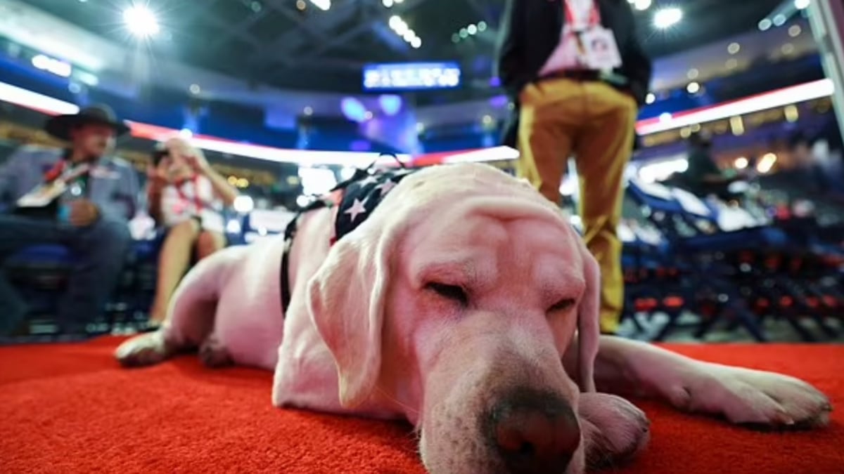 Illustration : "Lors de cette réunion politique, les chiens d’assistance ont volé la vedette à leurs maîtres et le cœur de tout le monde"