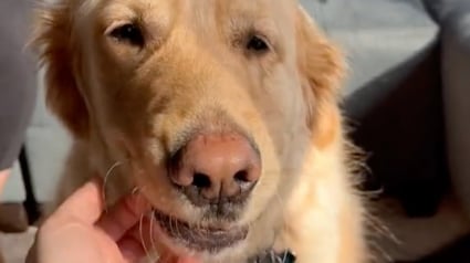 Illustration : De par sa différence et sa joie de vivre, ce chien concerné par un trouble neurologique émeut des milliers de personnes (vidéo)