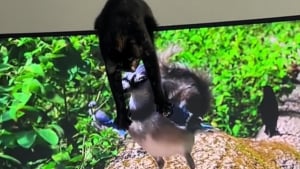 Illustration : Un chat a trouvé le meilleur moyen pour se divertir à la maison en chassant des animaux virtuels à la télévision (vidéo)