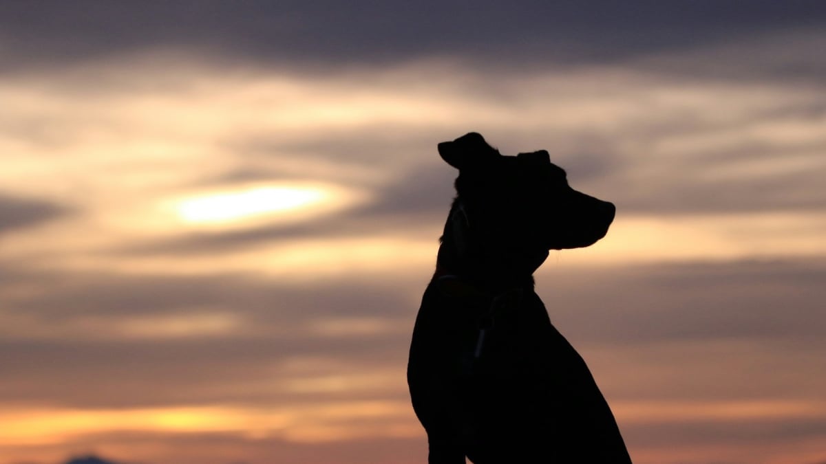 Illustration : "Endeuillée par la perte de son chien, une propriétaire reçoit un colis réconfortant de son vétérinaire en souvenir de son animal"