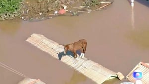 Illustration : "Caramelo, le cheval bloqué sur un toit et sauvé des inondations devient un symbole d'espoir (vidéo)"