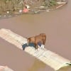 Illustration : Caramelo, le cheval bloqué sur un toit et sauvé des inondations devient un symbole d'espoir (vidéo)