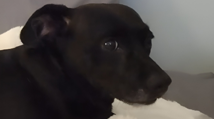Illustration : Le chien d’une employée de refuge réconforte ses congénères en chantant avec eux (vidéo)