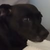 Illustration : Le chien d’une employée de refuge réconforte ses congénères en chantant avec eux (vidéo)