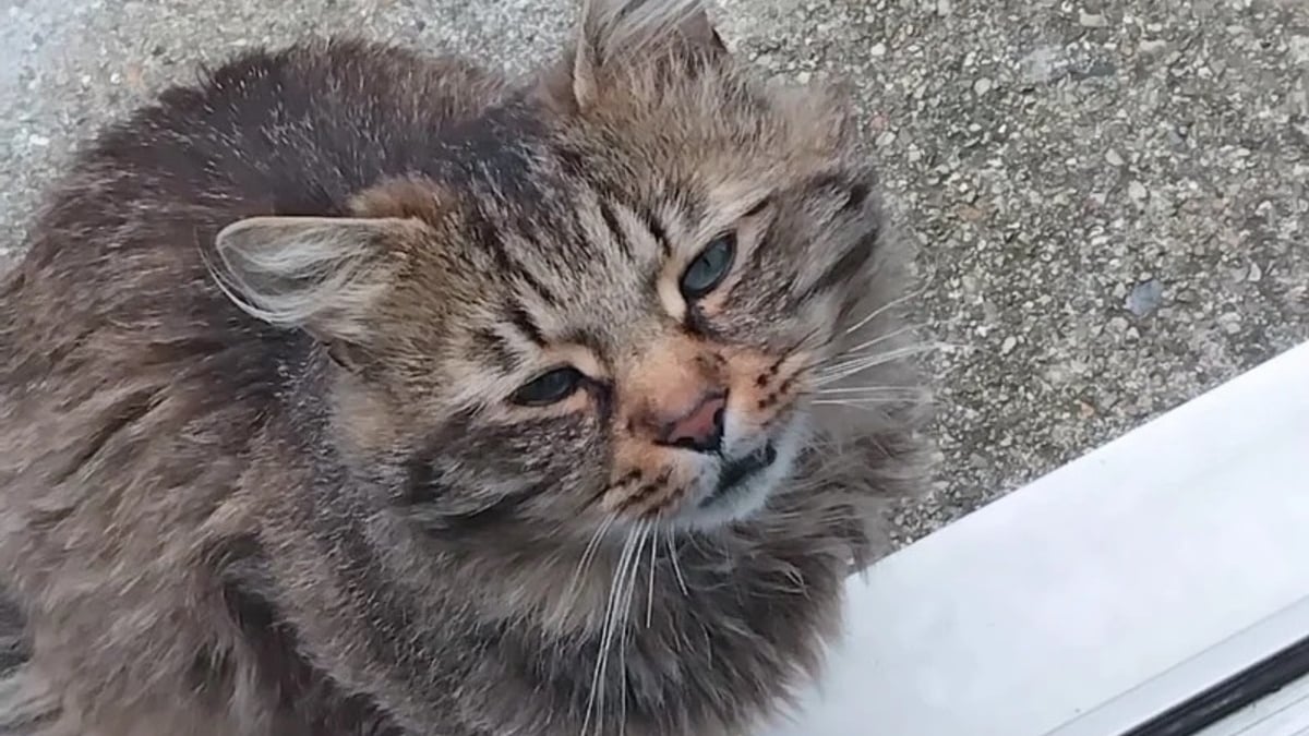 Illustration : "La nouvelle vie de Yuri, chat ayant rompu avec l'errance après avoir arpenté les jardins du quartier pendant des mois"