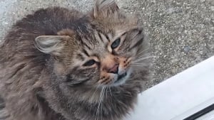 Illustration : La nouvelle vie de Yuri, chat ayant rompu avec l'errance après avoir arpenté les jardins du quartier pendant des mois