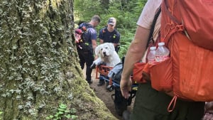 Illustration : Un chien de montagne des Pyrénées secouru par plusieurs équipes de sauvetage après s'être blessé aux pattes lors d'une randonnée avec ses maîtres