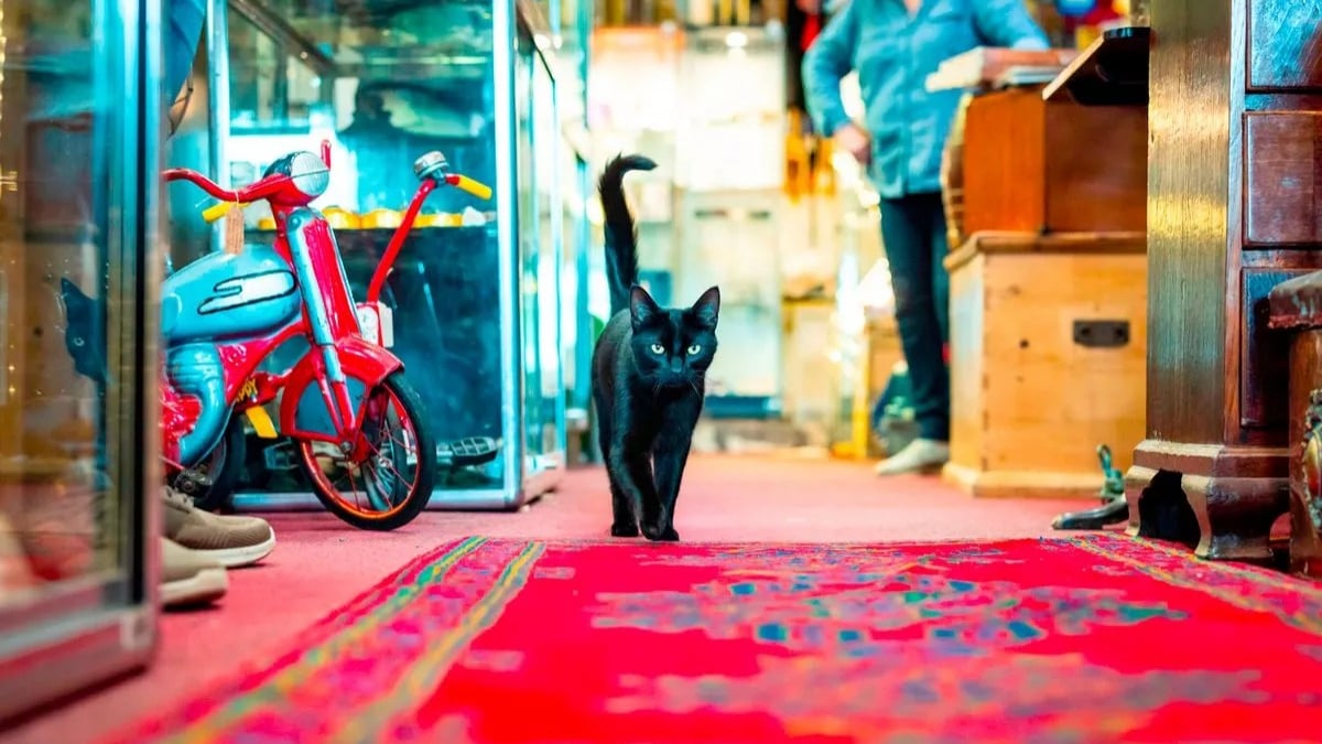 Illustration : "Un chat espiègle fait semblant d'être perdu pour recevoir des câlins et des friandises (vidéo)"