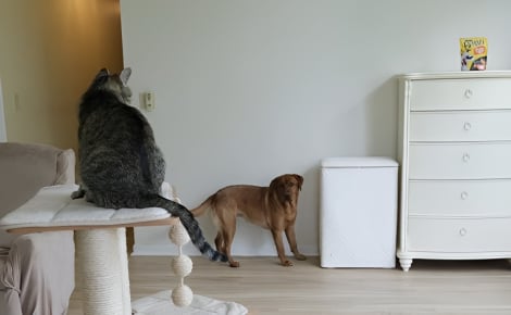 Un chat et un chien unissent leurs forces pour voler des friandises (vidéo)