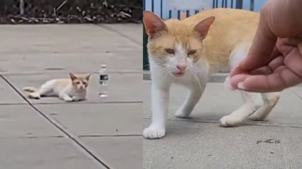 Illustration : Un chat errant demande de l’aide aux passants jusqu’à ce qu’un bon samaritain s’arrête et change sa vie