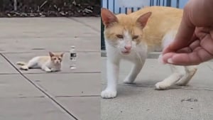 Illustration : "Un chat errant demande de l’aide aux passants jusqu’à ce qu’un bon samaritain s’arrête et change sa vie"