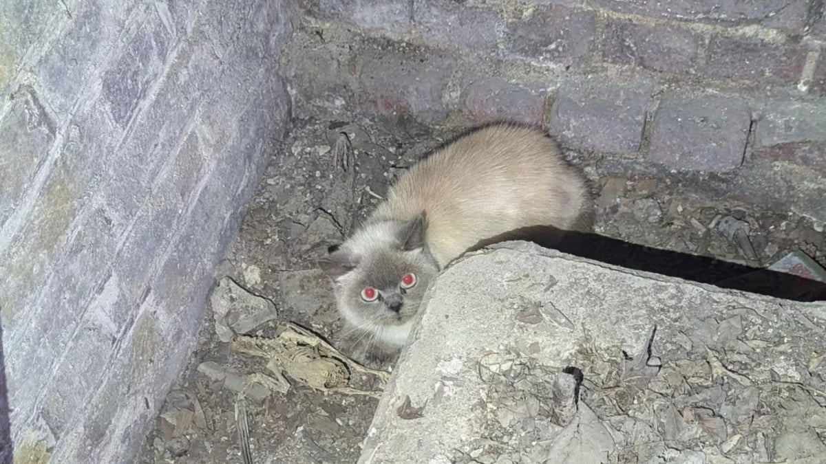 Illustration : "Un chat sauvé après une chute de 4 mètres dans un puits de la Cathédrale Saint-Paul, nécessitant l'accès à une cave fermée depuis 25 ans"