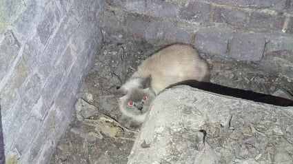 Illustration : Un chat sauvé après une chute de 4 mètres dans un puits de la Cathédrale Saint-Paul, nécessitant l'accès à une cave fermée depuis 25 ans