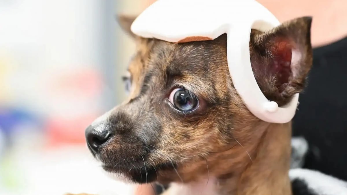 Illustration : "Un adorable petit chien atteint d’une maladie rare reçoit l’aide d’ingénieurs qui conçoivent pour lui un accessoire vital"