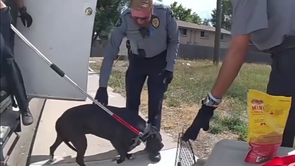 Illustration : "Des policiers sauvent un chien et un chaton enfermés dans un camping-car surchauffé, son propriétaire est poursuivi pour cruauté (vidéo)"