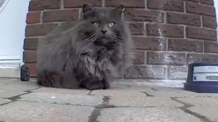 Illustration : En quête de nourriture, ce chat errant s'invite sur la terrasse d'une femme qui lui offre une chance de connaître le bonheur