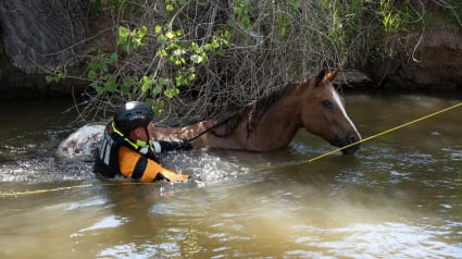 Illustration : Des pompiers se mobilisent pendant 3 heures pour sauver la vie d'un cheval aveugle coincé dans un canal (vidéo)