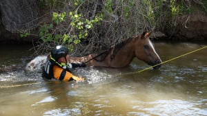 Illustration : Des pompiers se mobilisent pendant 3 heures pour sauver la vie d'un cheval aveugle coincé dans un canal (vidéo)