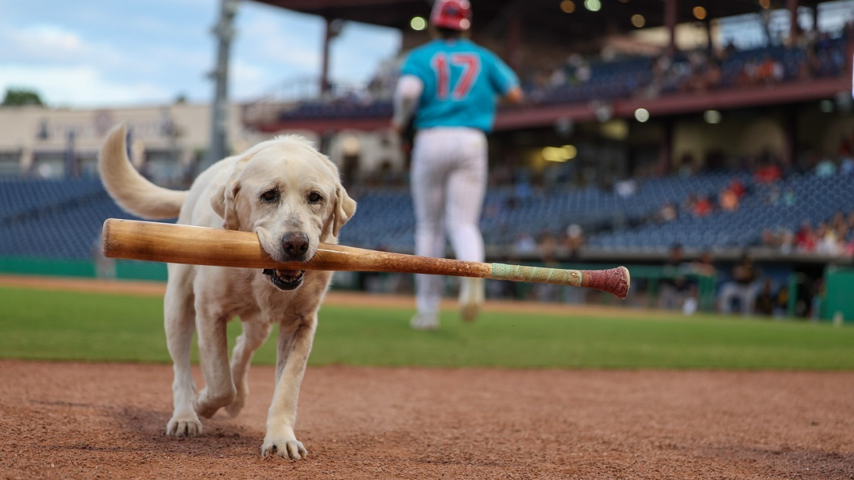 Illustration : "Après 6 ans de bons et loyaux services, cette femelle Labrador ramasseuse de batte de baseball prend une retraite bien méritée (vidéo)"