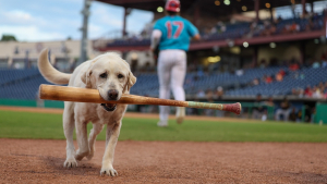 Illustration : "Après 6 ans de bons et loyaux services, cette femelle Labrador ramasseuse de batte de baseball prend une retraite bien méritée (vidéo)"