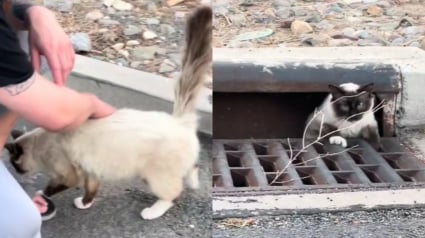 Illustration : Déjà propriétaire de 5 animaux, une femme doit prendre une décision en découvrant un malheureux chat errant