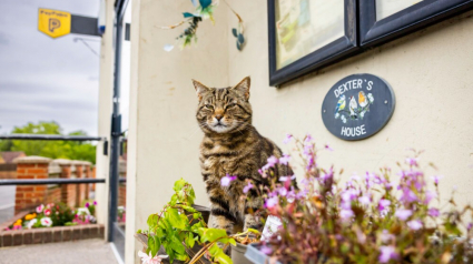 Illustration : Ce chat amical s’est donné pour mission d’accueillir les clients du magasin de son village (vidéo)