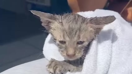 Illustration : Une jeune touriste se jette à l'eau pour sauver un chaton et lui permet de connaître le bonheur de la vie de famille (vidéo)