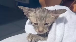 Illustration : Une jeune touriste se jette à l'eau pour sauver un chaton et lui permet de connaître le bonheur de la vie de famille (vidéo)