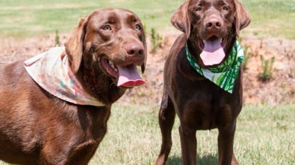 Illustration : Deux chiens qui refusent d'être séparés relèvent les défis ensemble et retrouvent le bonheur après leur abandon