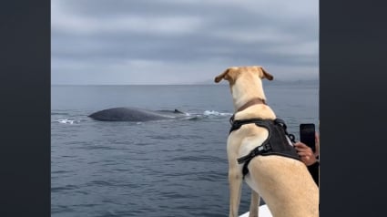 Illustration : Les images époustouflantes d’un chien rencontrant une baleine pour la première fois de sa vie (vidéo)