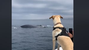 Illustration : "Les images époustouflantes d’un chien rencontrant une baleine pour la première fois de sa vie (vidéo)"