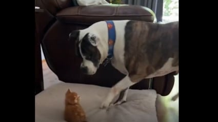 Illustration : À l’aise dans sa nouvelle maison, cet ancien chaton errant en profite pour voler le lit de son frère canin (vidéo)