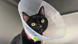 Illustration : "Abandonnée en raison de son cancer, une chatte à 3 pattes trouve la sérénité auprès d’une femme qui a surmonté la même maladie (vidéo)"