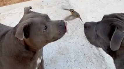 Illustration : Un colibri rencontre 2 chiens adorables et décide de devenir leur meilleur ami (vidéo)