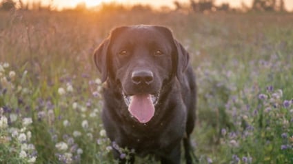 Illustration : Un chien d’assistance malin réussit à manipuler sa maîtresse pour obtenir plus de friandises (vidéo)