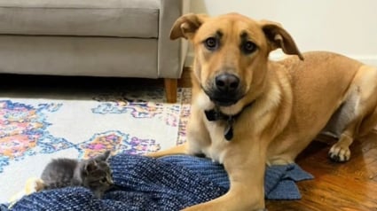 Illustration : Le coup de cœur d’un chaton errant pour un Malinois le conduit à trouver sa famille pour la vie (vidéo)