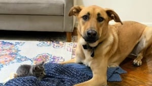 Illustration : Le coup de cœur d’un chaton errant pour un Malinois le conduit à trouver sa famille pour la vie (vidéo)