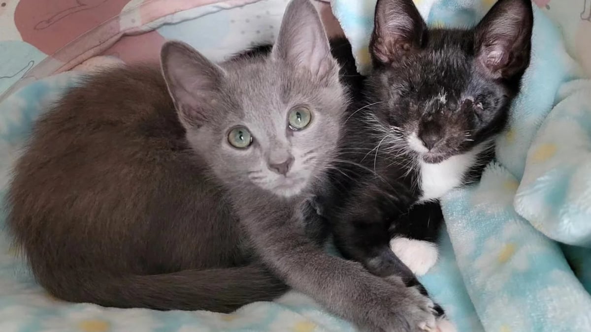 Illustration : "Un chaton chaton aveugle sauvé de l'abandon, trouve un ami fidèle et une nouvelle vie pleine d’espoir dans sa famille d’accueil"