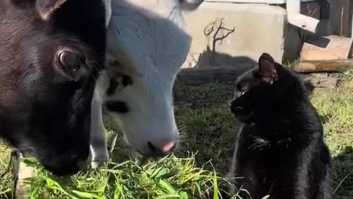 Illustration : "Un chat essaie de rejoindre un troupeau de vaches et semble apprécier cette compagnie inhabituelle (vidéo)"